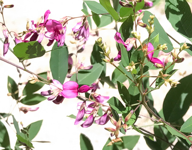 image of Lespedeza bicolor, Bicolor Lespedeza, Bicolor, Shrubby Lespedeza