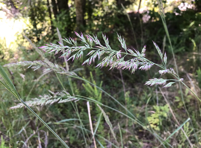 panicle