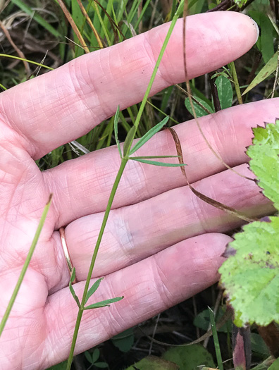 image of Polygala ambigua, Loose Milkwort, Alternate Milkwort, Whorled Milkwort