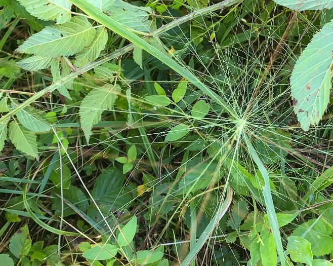 image of Eragrostis spectabilis, Purple Lovegrass, Tumblegrass