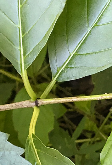 image of Cephalanthus occidentalis, Buttonbush