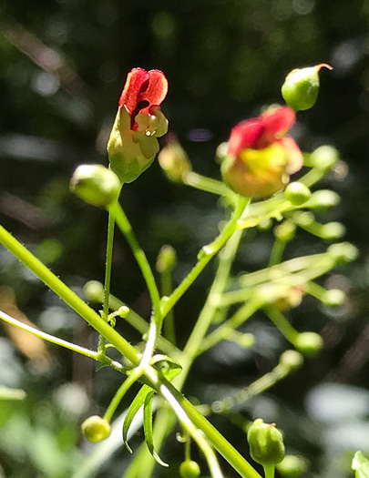 image of Scrophularia marilandica, Eastern Figwort, Carpenter's Square, Late Figwort