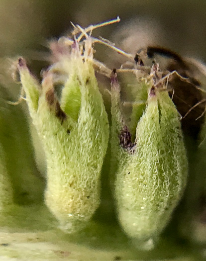 image of Pycnanthemum pycnanthemoides var. pycnanthemoides, Woodland Mountain-mint, Southern Mountain-mint