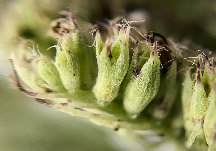 image of Pycnanthemum pycnanthemoides var. pycnanthemoides, Woodland Mountain-mint, Southern Mountain-mint