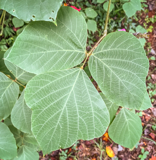 image of Pueraria montana var. lobata, Kudzu, Foot-a-Day