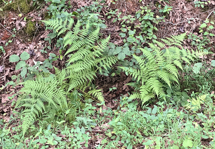 image of Macrothelypteris torresiana, Mariana Maiden-fern, Swordfern, False Maiden-fern