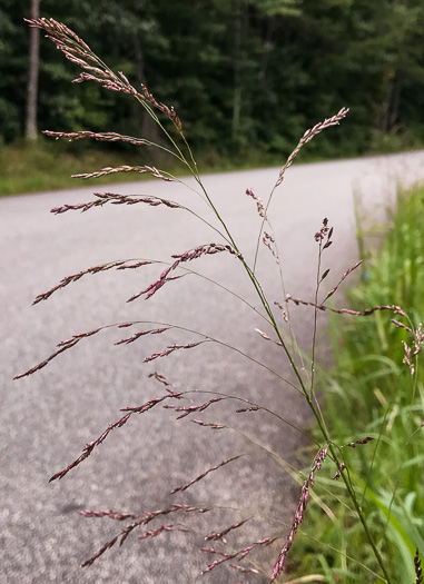 image of Tridens flavus, Purpletop, Purpletop Tridens, Greasy Grass, Tall Redtop