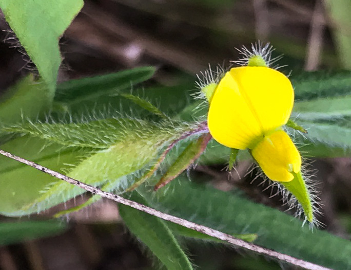 image of Crotalaria sagittalis, Arrowhead Rattlebox, Common Rattlebox