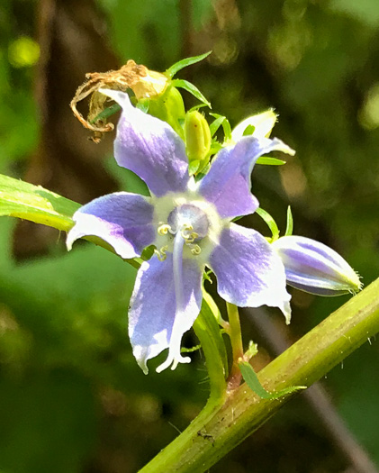 image of Campanulastrum americanum, Tall Bellflower