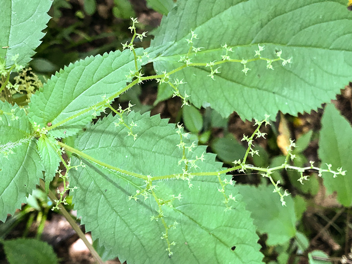 image of Laportea canadensis, Canada Wood-nettle