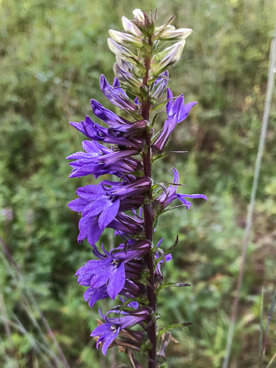 image of Lobelia puberula, Downy Lobelia, Hairy Lobelia