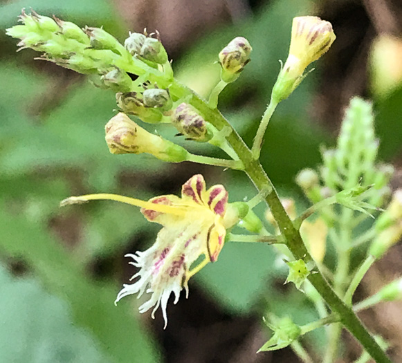 image of Collinsonia canadensis, Northern Horsebalm, Citronella, Canada Stoneroot, Canada Horsebalm