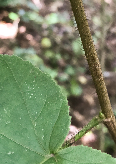 image of Corylus americana, American Hazelnut, American Filbert