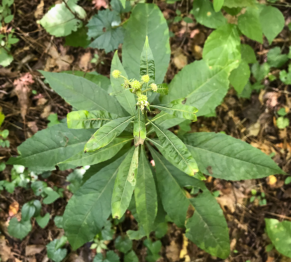 image of Verbesina walteri, Walter's Wingstem, Carolina Crownbeard, Walter's Crownbeard