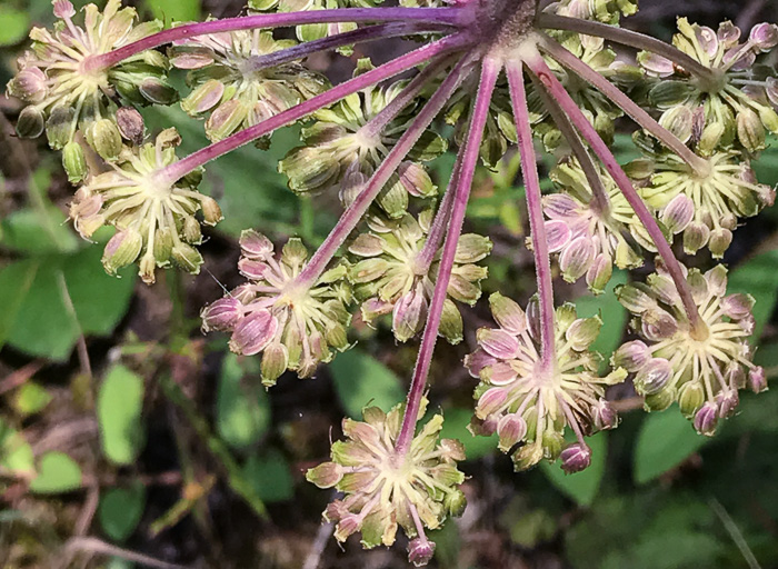 image of Angelica venenosa, Hairy Angelica, Downy Angelica, Deadly Angelica, Woodland Angelica