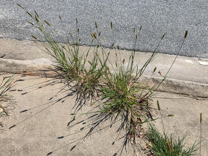 image of Setaria pumila, Yellow Foxtail