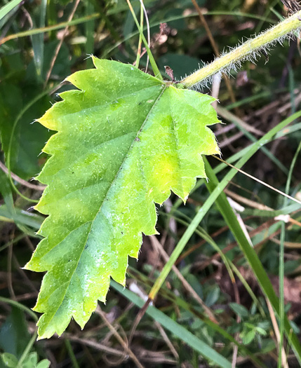 image of Tragia urticifolia, Nettleleaf Noseburn, Tragia