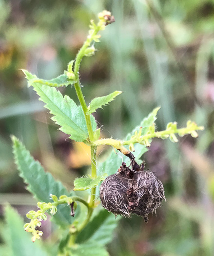 image of Tragia urticifolia, Nettleleaf Noseburn, Tragia