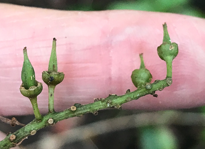 image of Itea virginica, Virginia Sweetspire, Virginia-willow