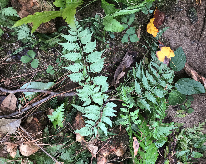 image of Anisocampium niponicum, Japanese Painted Fern