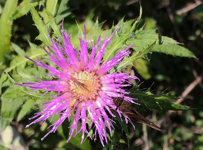 image of Cirsium altissimum, Tall Thistle