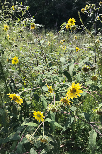 image of Helianthus resinosus, Hairy Sunflower, Resinous Sunflower, Gray Sunflower, Resindot Sunflower