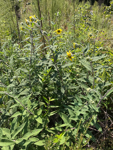 image of Helianthus resinosus, Hairy Sunflower, Resinous Sunflower, Gray Sunflower, Resindot Sunflower