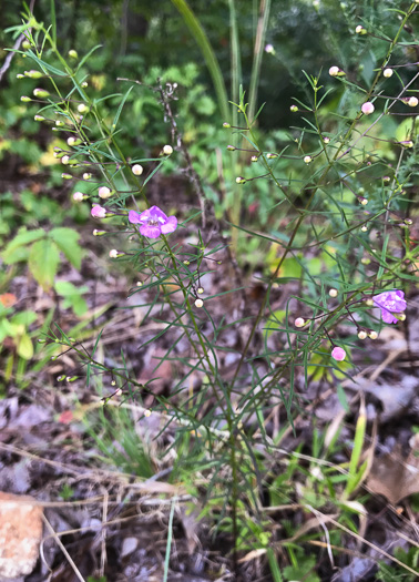 image of Agalinis tenuifolia, Common Gerardia, Slenderleaf Agalinis, Slender False Foxglove, Slender Gerardia