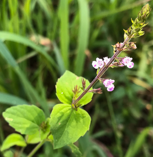 image of Mosla dianthera, Miniature Beefsteak-plant, Mosla