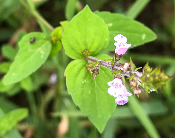 image of Mosla dianthera, Miniature Beefsteak-plant, Mosla