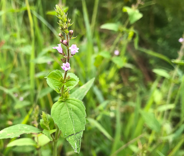 image of Mosla dianthera, Miniature Beefsteak-plant, Mosla