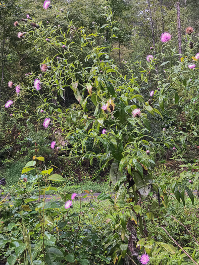 image of Cirsium altissimum, Tall Thistle