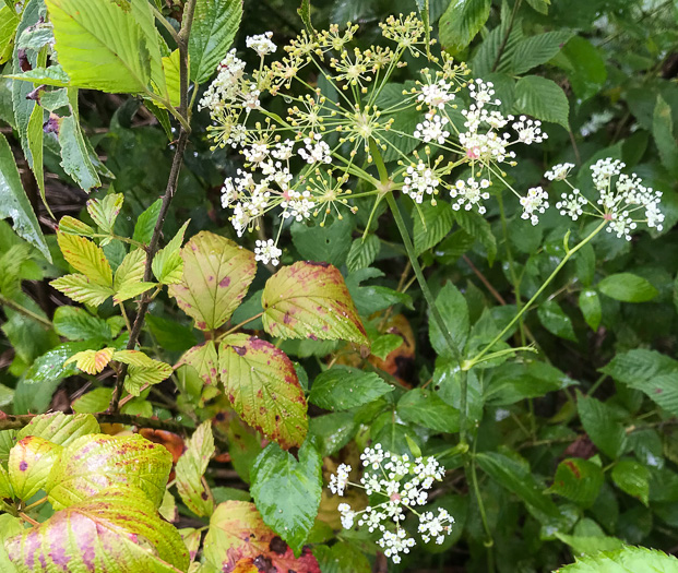 image of Oxypolis rigidior, Cowbane, Pig-potato, Stiff Cowbane