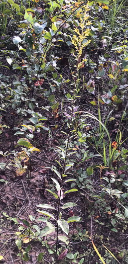 image of Solidago speciosa, Showy Goldenrod, Noble Goldenrod