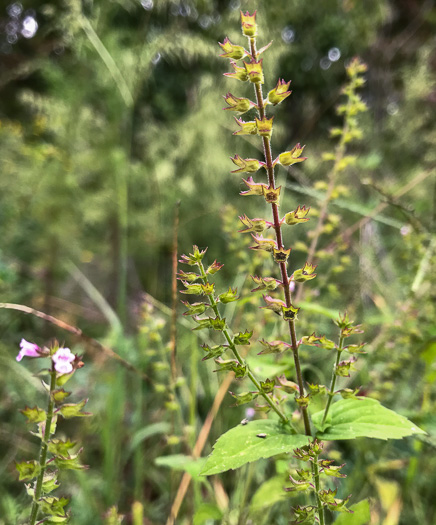 image of Mosla dianthera, Miniature Beefsteak-plant, Mosla