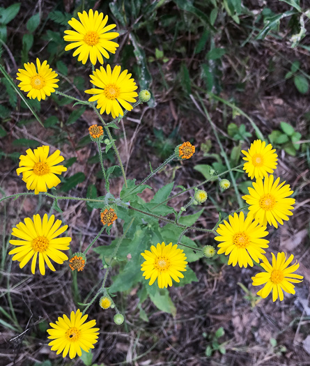 image of Heterotheca subaxillaris, Camphorweed