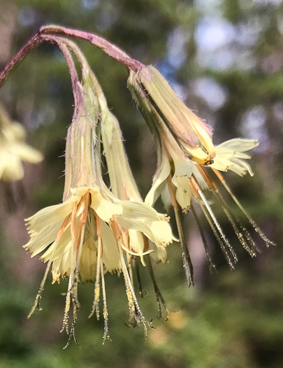 Nabalus serpentaria, Lion's-foot Rattlesnake-root, Gall-of-the-Earth