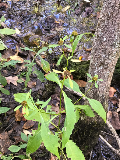 image of Bidens connata, Purplestem Beggarticks