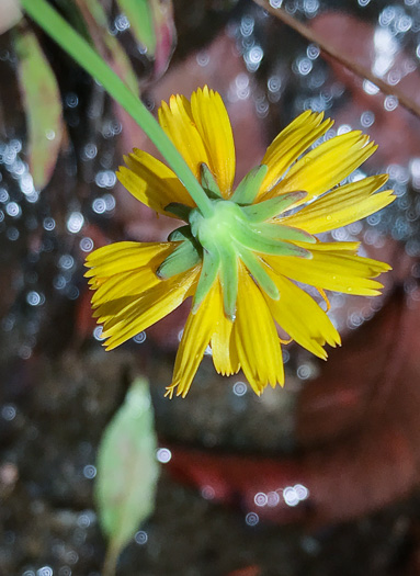 image of Krigia montana, Mountain Dwarf-dandelion, Mountain Cynthia