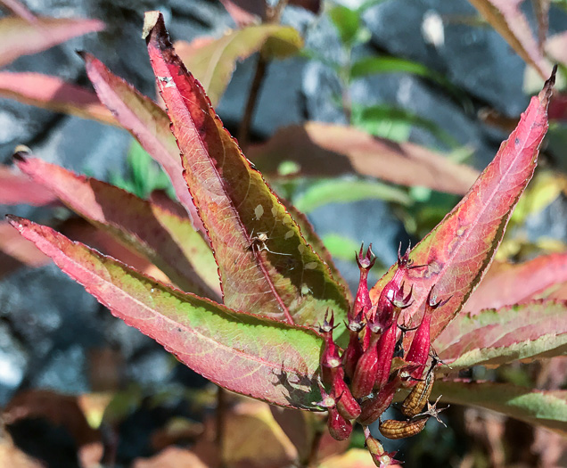 image of Diervilla sessilifolia, Smooth Southern Bush-honeysuckle