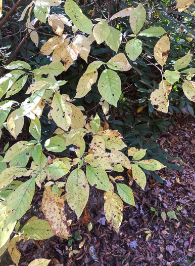 image of Clethra acuminata, Mountain Sweet-pepperbush, Cinnamonbark, Cinnamon Clethra, Mountain White-alder