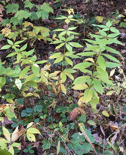 image of Lysimachia quadrifolia, Whorled Loosestrife