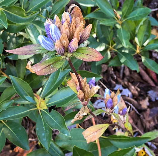 image of Gentiana decora, Appalachian Gentian, Showy Gentian