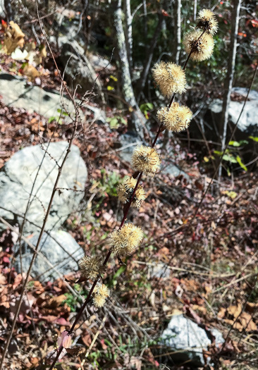 image of Solidago erecta, Slender Goldenrod, Erect Goldenrod