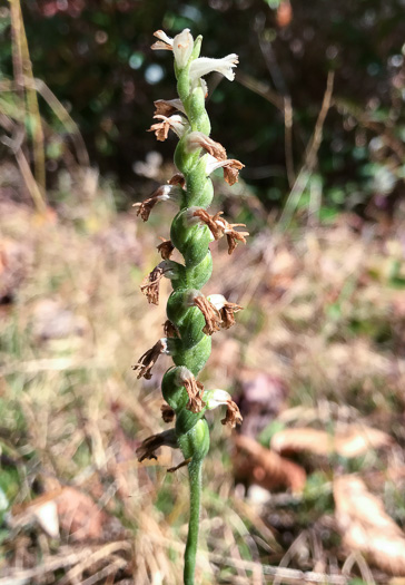 image of Spiranthes cernua, Nodding Ladies'-tresses