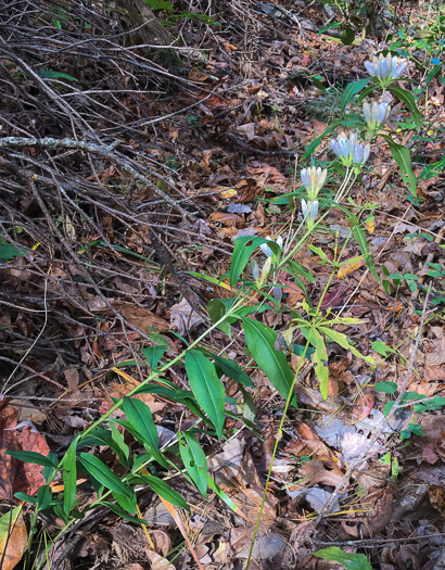 image of Gentiana decora, Appalachian Gentian, Showy Gentian