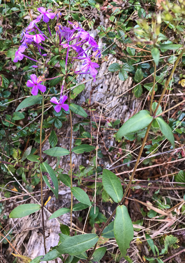 image of Phlox carolina, Carolina Phlox, Thick-leaf Phlox, Giant Phlox