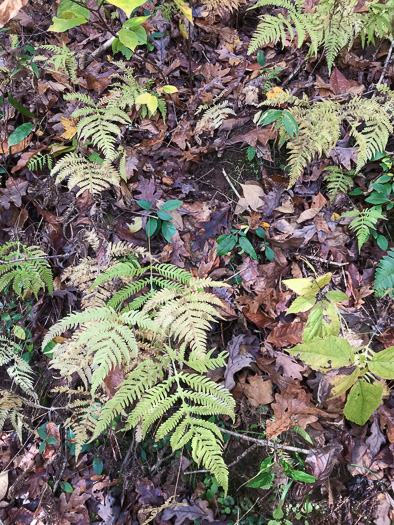 image of Phegopteris hexagonoptera, Broad Beech Fern