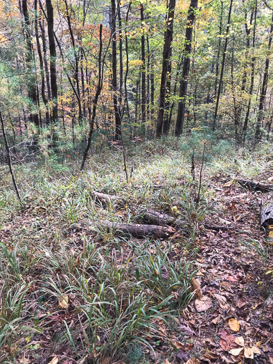 image of Chasmanthium sessiliflorum var. sessiliflorum, Longleaf Woodoats, Longleaf Spikegrass, Upland Oats