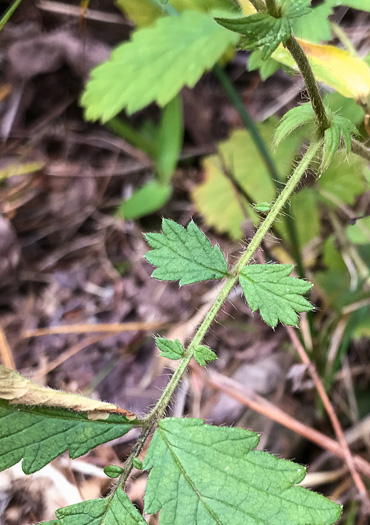 image of Agrimonia microcarpa, Low Agrimony, Small-fruited Agrimony